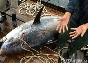 汕尾渔民吃瓜事件始末视频,一场误会引发的争议与反思