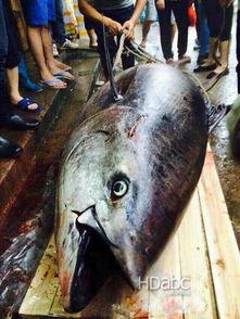 汕尾渔民吃瓜事件始末视频,一场误会引发的争议与反思