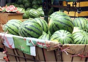 吃母瓜的视频大全集,美味探索之旅