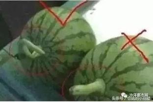 吃母瓜的视频大全集,美味探索之旅