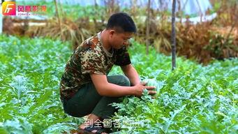 视频吃瓜黄料,一场网络狂欢背后的真相