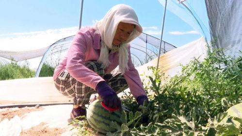 吃沙漠瓜视频,揭秘沙漠瓜的独特魅力