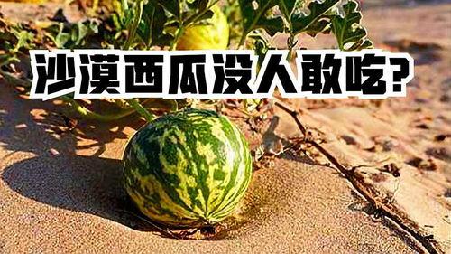 吃沙漠瓜视频,揭秘沙漠瓜的独特魅力