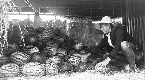 茌平吃瓜群众事件视频,一场网络舆论的风暴与反思
