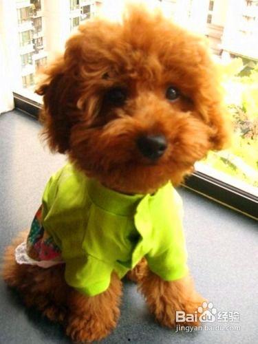 泰迪可以吃苹果瓜吗视频,苹果瓜的适宜性揭秘