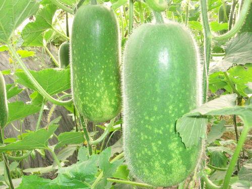 勺子吃麒麟瓜视频大全图片,趣味视频大盘点