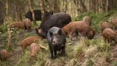 野猪进瓜棚吃瓜视频播放,吃瓜视频引网友热议