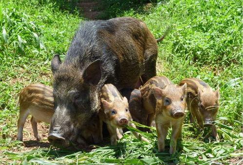 野猪进瓜棚吃瓜视频播放,吃瓜视频引网友热议