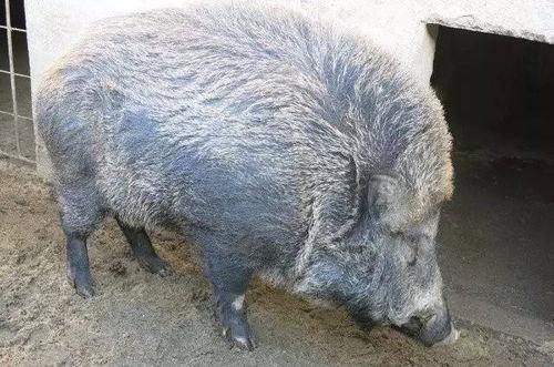 野猪进瓜棚吃瓜视频播放,吃瓜视频引网友热议