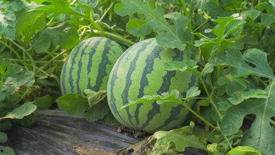 大宝徽县吃瓜视频,揭秘当地美食文化盛宴