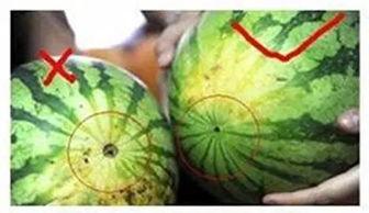 买瓜吃西瓜视频