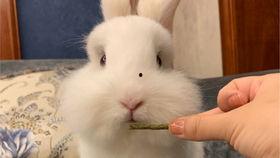 小兔子吃葫芦瓜的视频播放,萌态十足萌翻网友