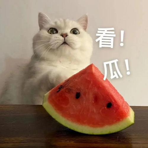 小美和小帅的吃瓜视频