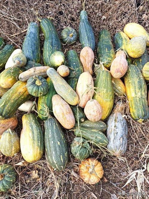 吃瓜视频都是什么平台的,吃瓜视频风靡各大平台的背后秘密