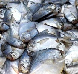 吕四吃瓜视频,揭秘网络热传视频背后的故事