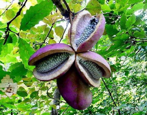 河马吃八月瓜视频大全,八月瓜美食盛宴视频大盘点