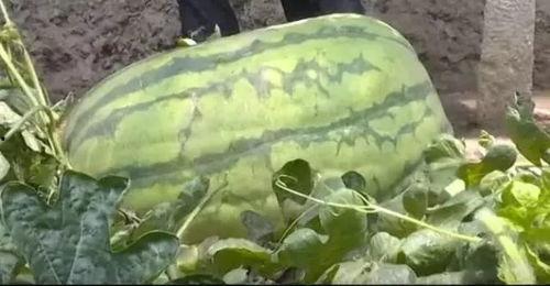 平度水库吃瓜视频