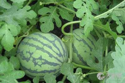 武汉传媒吃瓜事件视频曝光,视频曝光引发网络热议