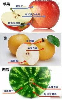 吃瓜买水果的视频大全