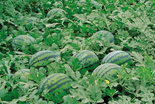 海棠小鱼吃瓜视频大全,趣味横生的娱乐盛宴